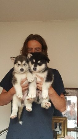 Alaskan malamute