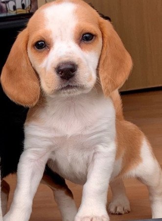 Beagle kölykök