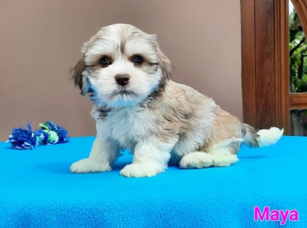 Bichon Havanese