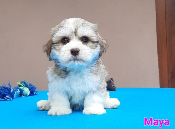 Bichon Havanese