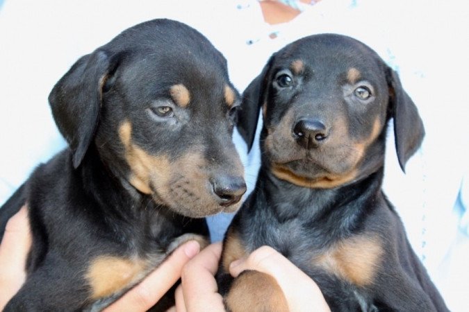 Dobermann kölykök