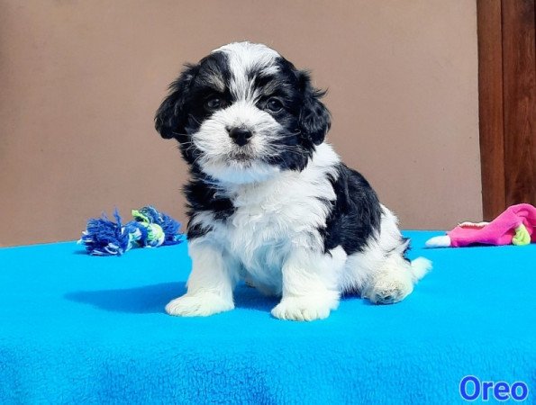 Bichon Havanese