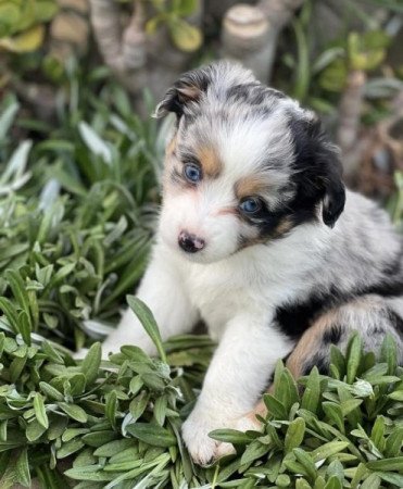 Ausztrál juhászkutya