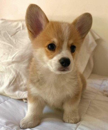 Corgi