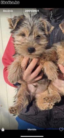 Yorki!  Yorkshire terrier!