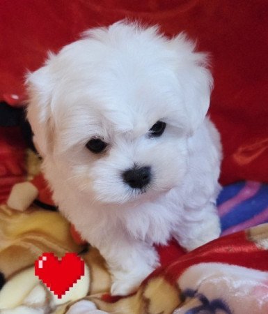 Bichon Havanese