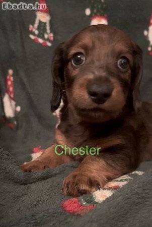 Hosszúszőrű törpetacskó gazdisodna