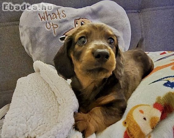 Hosszúszőrű törpetacskó gazdisodna