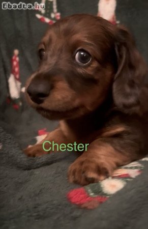 Hosszúszőrű törpetacskó gazdisodna