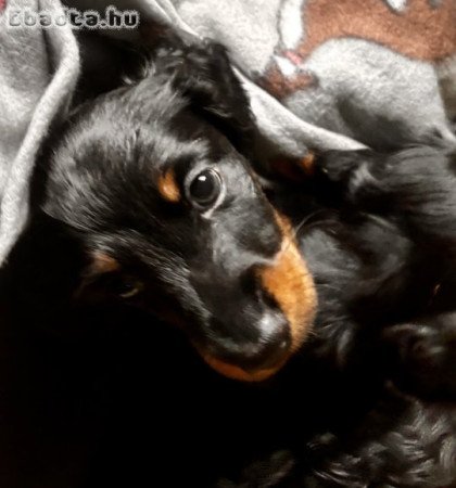 Hosszúszőrű fekete cser tacskó gazdisodna