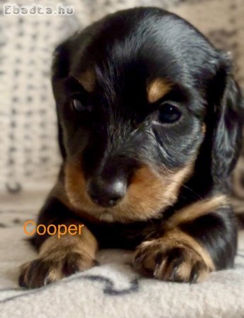 Hosszúszőrű fekete cser tacskó gazdisodna