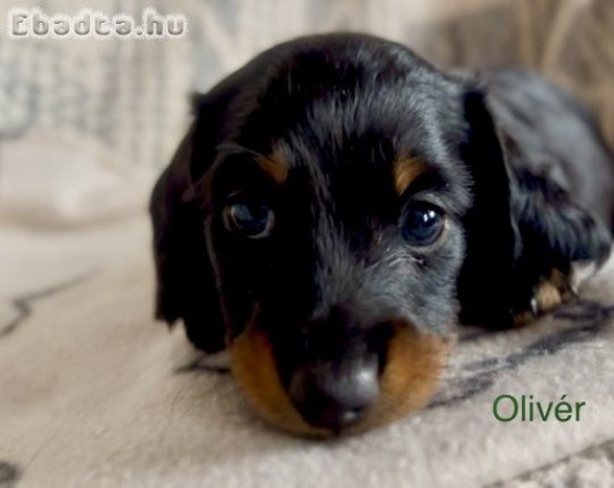 Hosszúszőrű fekete cser tacskó gazdisodna