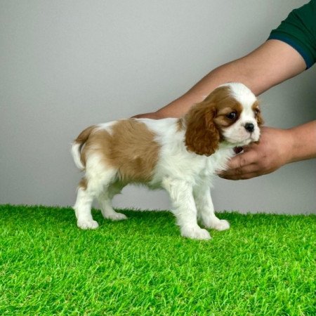 Cavalier King Charles Spániel