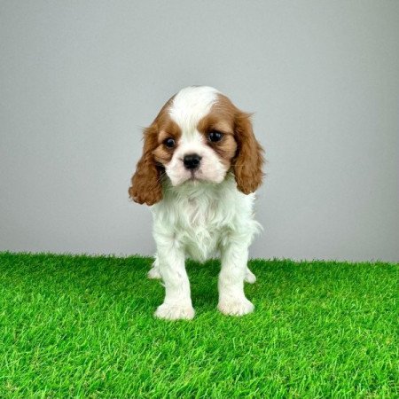 Cavalier King Charles Spániel