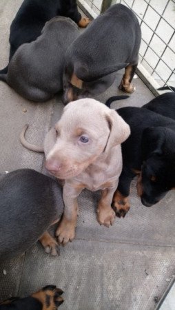 Dobermann kölykök