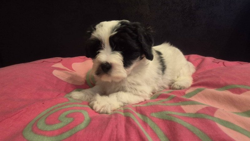 Bichon Havanese