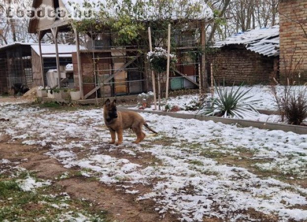 Német juhászkutyák