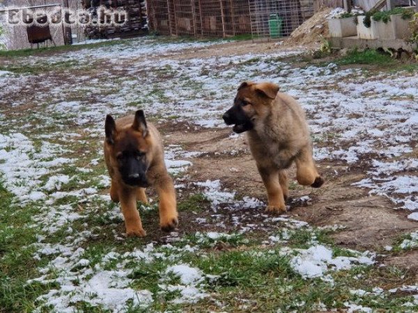 Német juhászkutyák