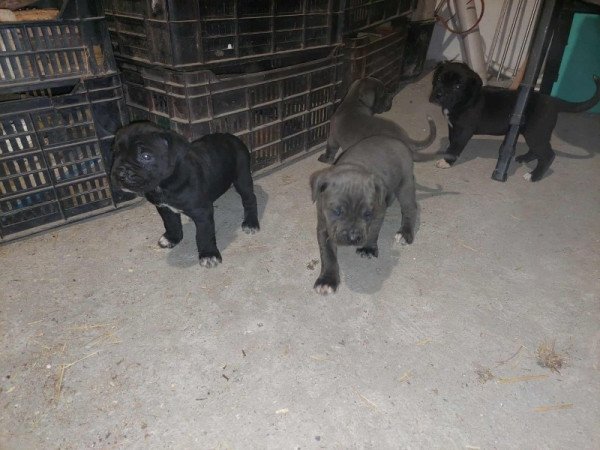 Cane corso