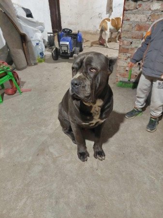 Cane corso