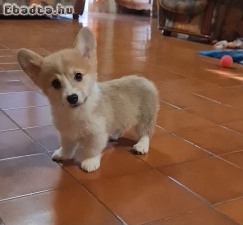 Corgi Welsh Pembroke