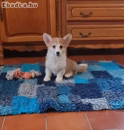 Corgi Welsh Pembroke