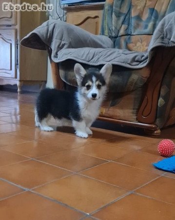 Corgi Welsh Pembroke