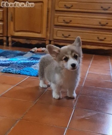 Corgi Welsh Pembroke