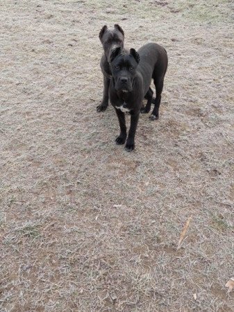 Cane corso