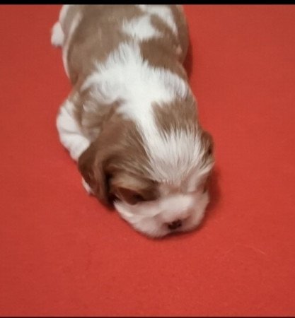 Cavalier King Charles spániel