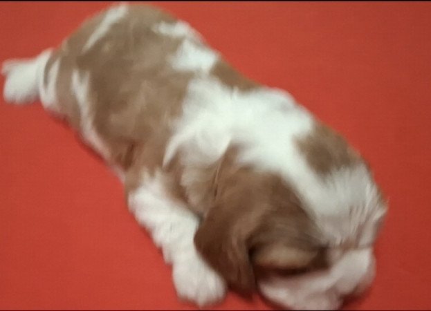 Cavalier King Charles spániel