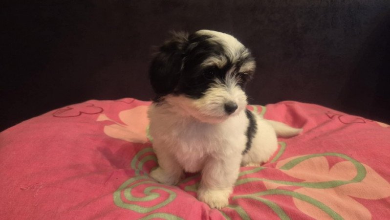 Bichon Havanese