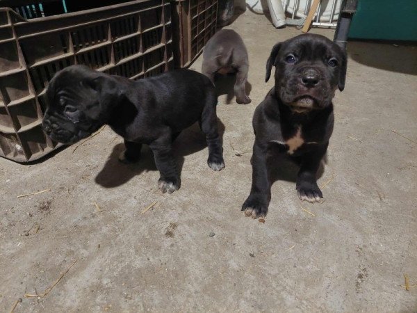 Cane corso