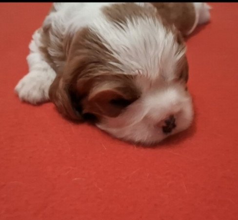 Cavalier King Charles spániel