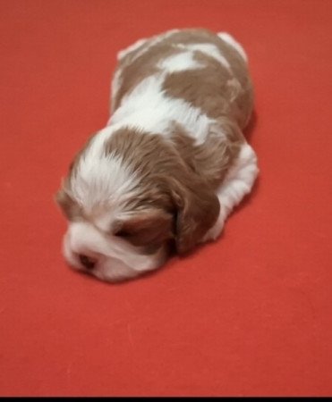 Cavalier King Charles spániel