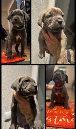 Cane Corso