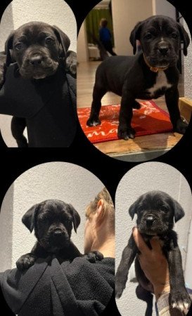 Cane Corso