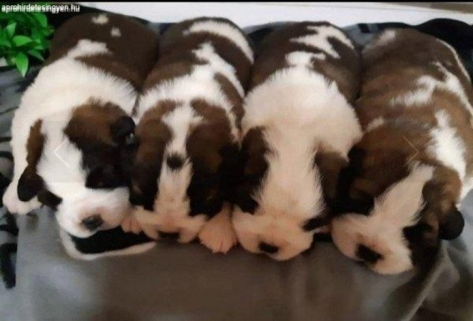 Szent Bernáthegyi kölykök