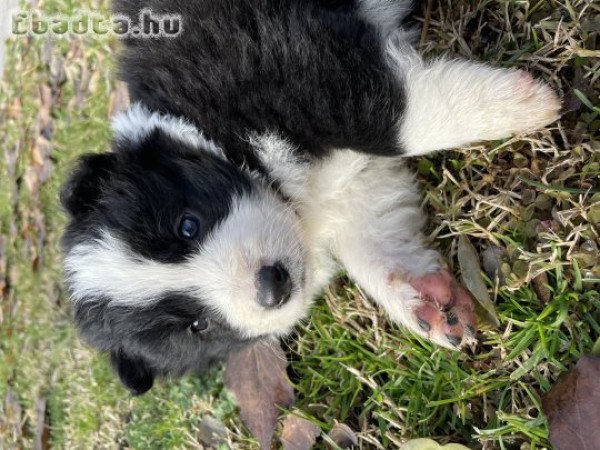 Border Collie kölykök