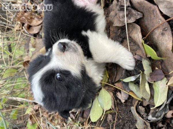 Border Collie kölykök