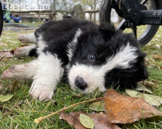 Border Collie kölykök