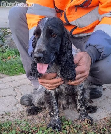 Angol coccker spániel eladó