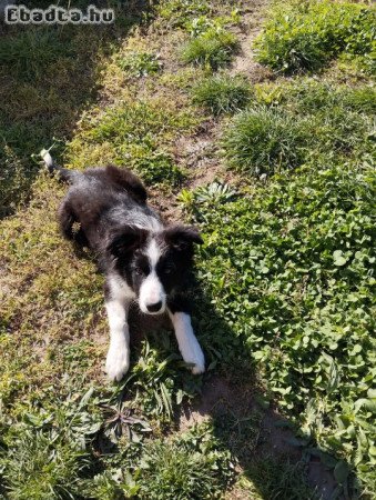 Border Collie kiskutya