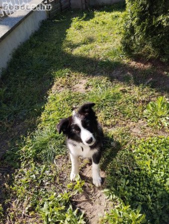 Border Collie kiskutya