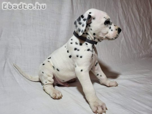 Dalmata kiskutyák eladók 🥰🐾