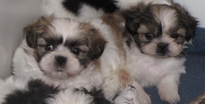 Shih tzu