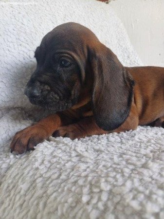 Bajor hegyi véreb vadászkutya