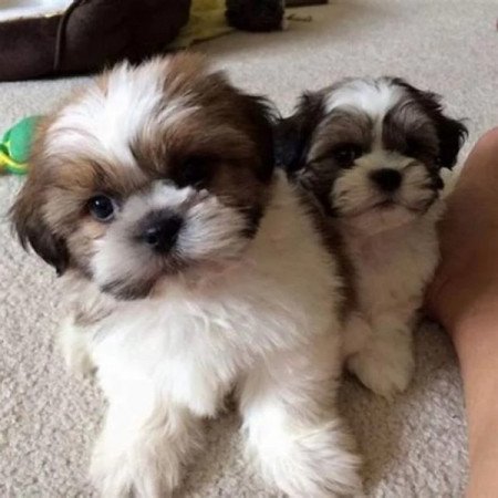 Shih tzu