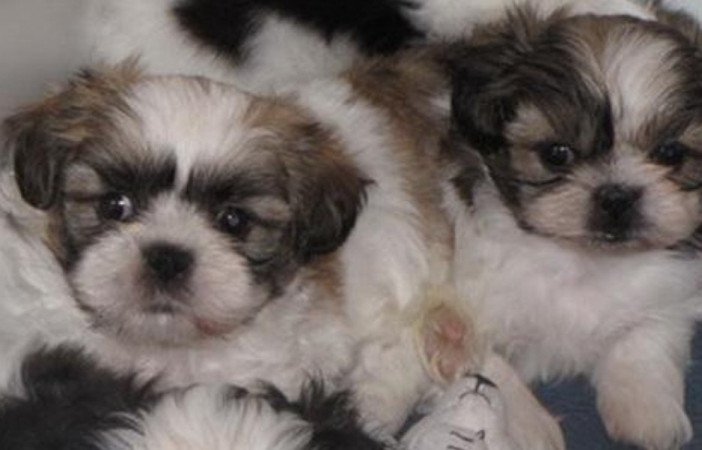 Shih tzu