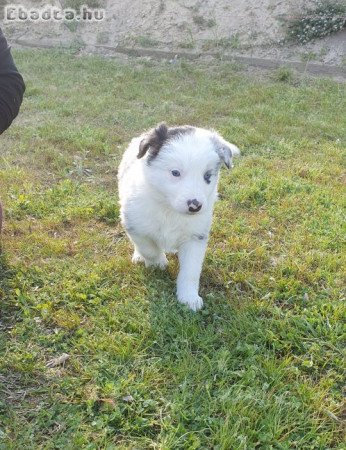 Eladó Border Collie